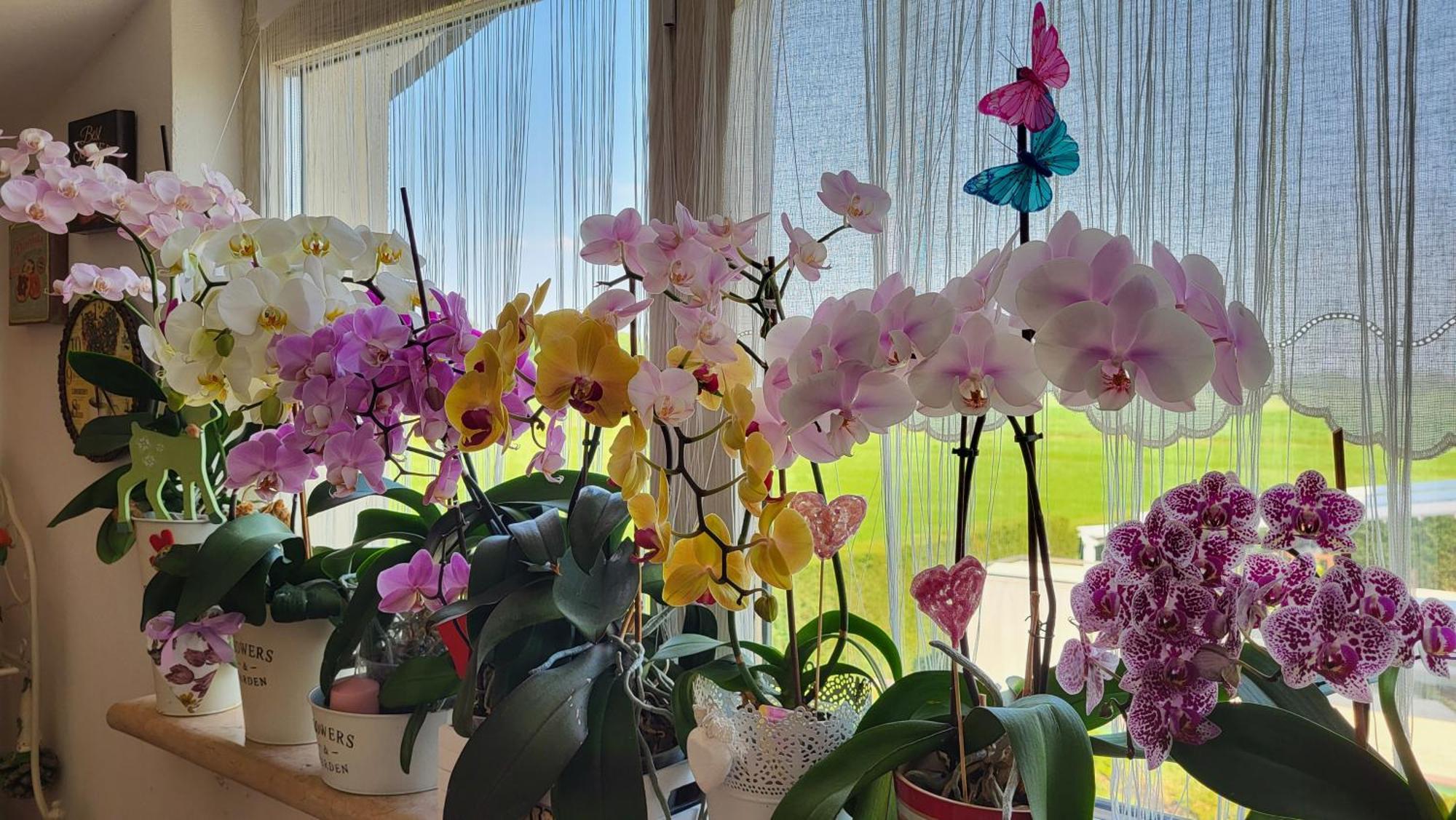 B&B A Casa Di Eleonora Villafranca di Verona Buitenkant foto
